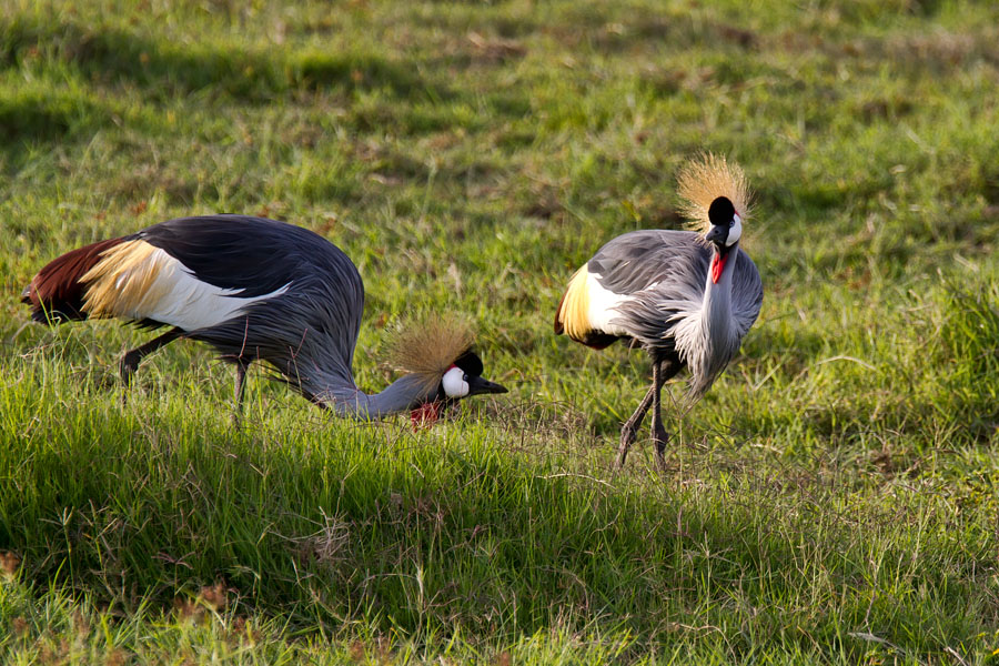  Grey crowned crane   Kenya